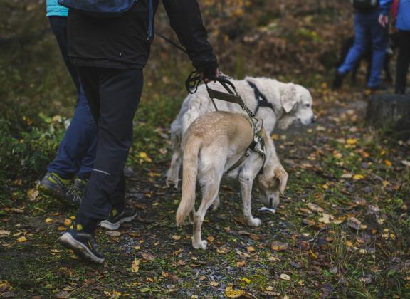 Kaksi henkilöä kävelee metsäpolulla valjaissa olevien koirien kanssa; syksyinen polku on lehtien peitossa ja edellä kulkee muita ulkoilijoita.